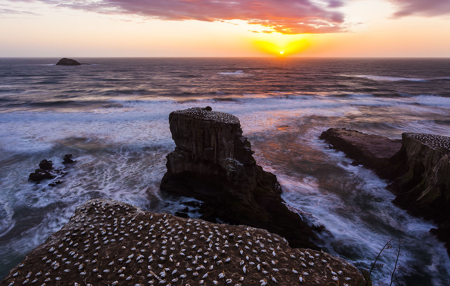 Muriwai Gannet Colony, West Auckland, New Zealand