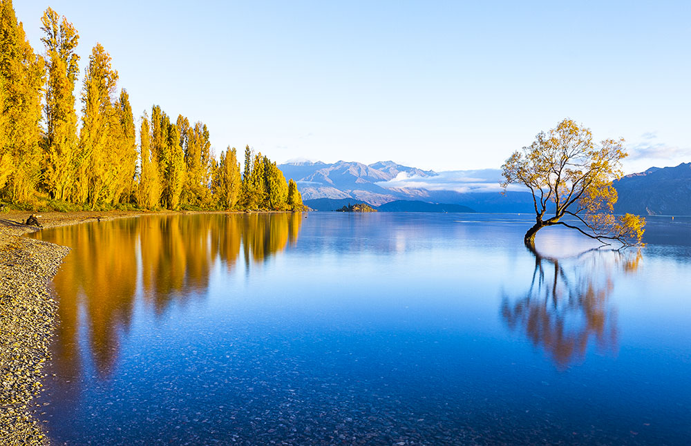 Lone Willow Tree, Lake Wanaka, New Zealand