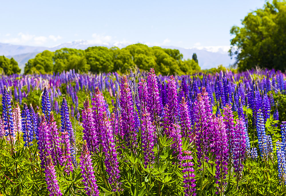 Lupins, Waitaki District, New Zealand