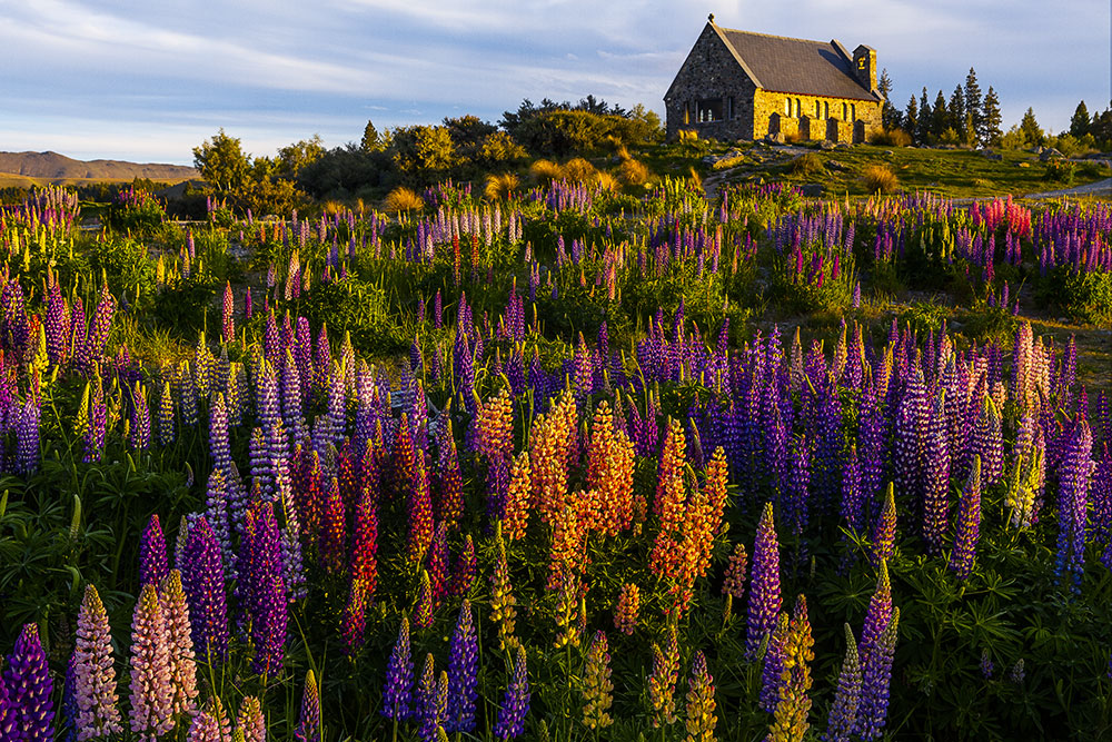 Church of the Good Shepherd and Lupins, Lake Tekapo, New Zealand